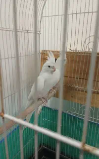 عروس هلندی دو کت سفید