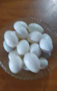 ۳۸عدد تخم کبوتر تازه