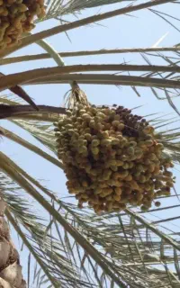 ضایعات خرمای حاج باقری