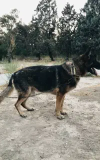 واگزاری سگ
