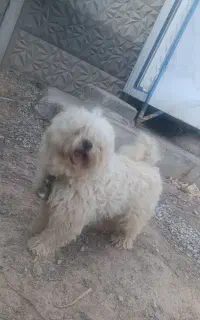 سگ نر نگهبان پشمالو درشت