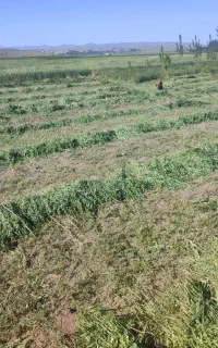 یونجه خالص با گل و برگ فراوان و تضمینی ارگانیک