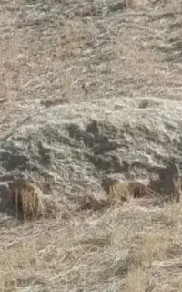 کاه
