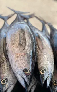 انواع آبزیان دریایی
