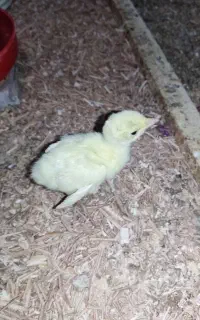 جوجه بوقلمون ( فروش ، معاوضه)