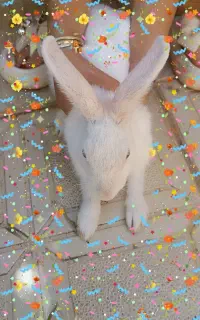 خرگوش