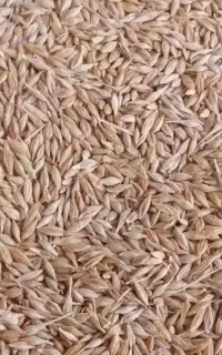 جو محلی