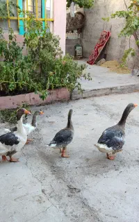 غازنروماده