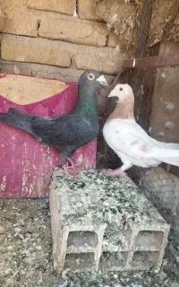 هردو گرفتنی شهرک توحید