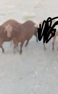 بره نر سبک