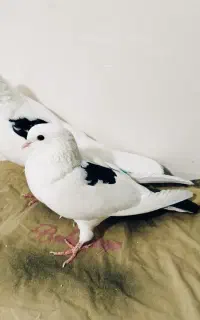 کبوتر پرشی