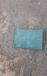 قفس پرنده