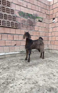بزغاله ماده