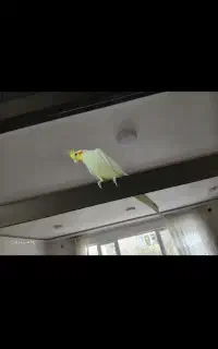 عروس هلندی نر