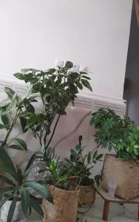 فروش گلهای آپارتمانی و باغچه ای