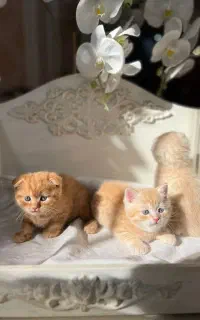 قصر طلایی پیشی ها گربه های با مزه ی خونگی