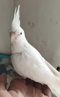عروس آلبینو