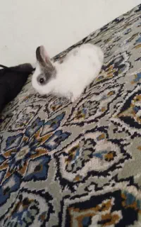 بچه خرگوش ناز