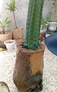 کاکتوس با گلدون چوبی