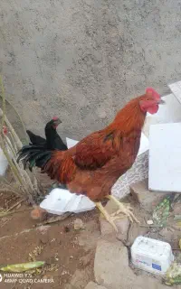 خروس