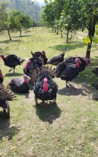 بوقلمون جنگلی