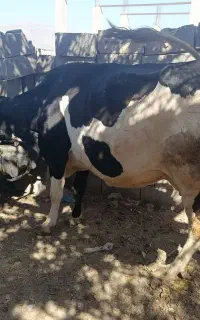 گاو ده روز مونده به زایمان فعالیت تا آن
