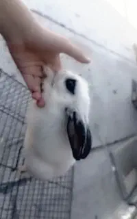 خرگوش