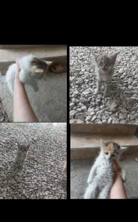 گربه
