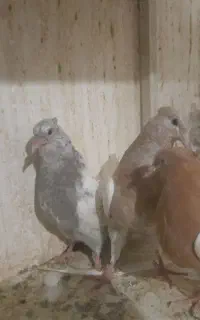کله زرد عتیقه