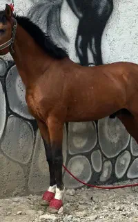 اسب نریان کرد