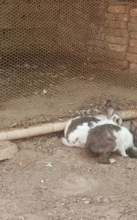خرگوش