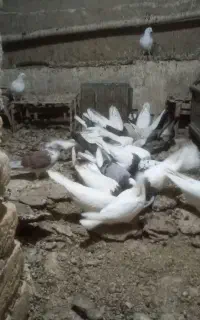 ۱۰عدد کبوتر فروشی