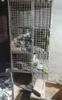 یک قفس بزرگ آهنی برای مرغ سگ