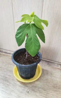 گل برگ انجیری و انجیر