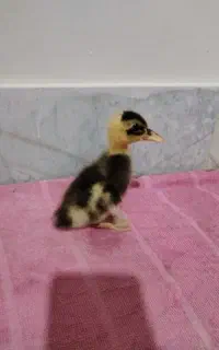فروش جوجه اردک