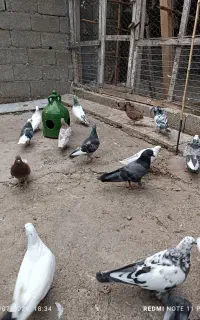 کبوتر پرشی.جفتی