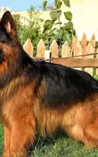 ژرمن نر وماده