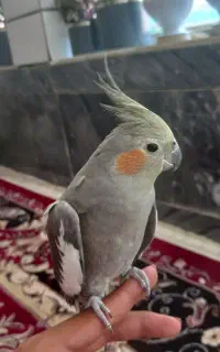 عروس هلندی ماده