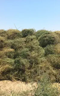 علوفه یونجه خالص چین دوم