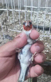 سهره طلایی یا کرمانی