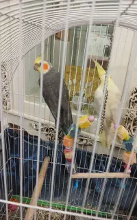 عروس