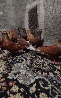 کبوتر درجایی تعداد ۱۵طوق