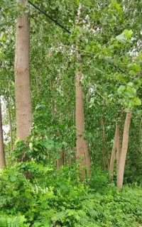 با سلام خریدار انواع درخت و باغ بزرگ