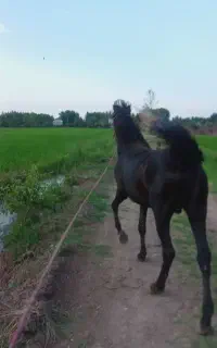 نریان مشکی