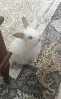 خرگوش لپی