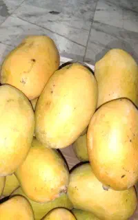 فروش انبه درجه یک