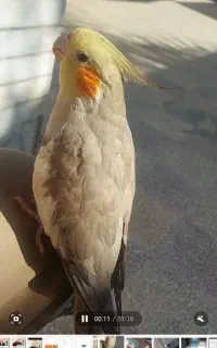 طوطی عروس گم شده ایام عید سمت سپاه