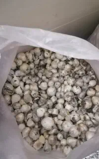موسیر کوهی مناسب برای کاشت