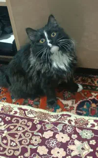 کربه