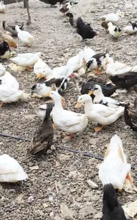 اردک زنده فروشی هم تخم گذار هم گوشتی